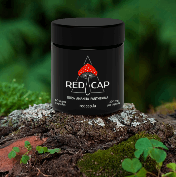 AMANITA PANTHERINA - Premium Mushroom from Red Cap - Just $99.99! Shop now at Red Cap